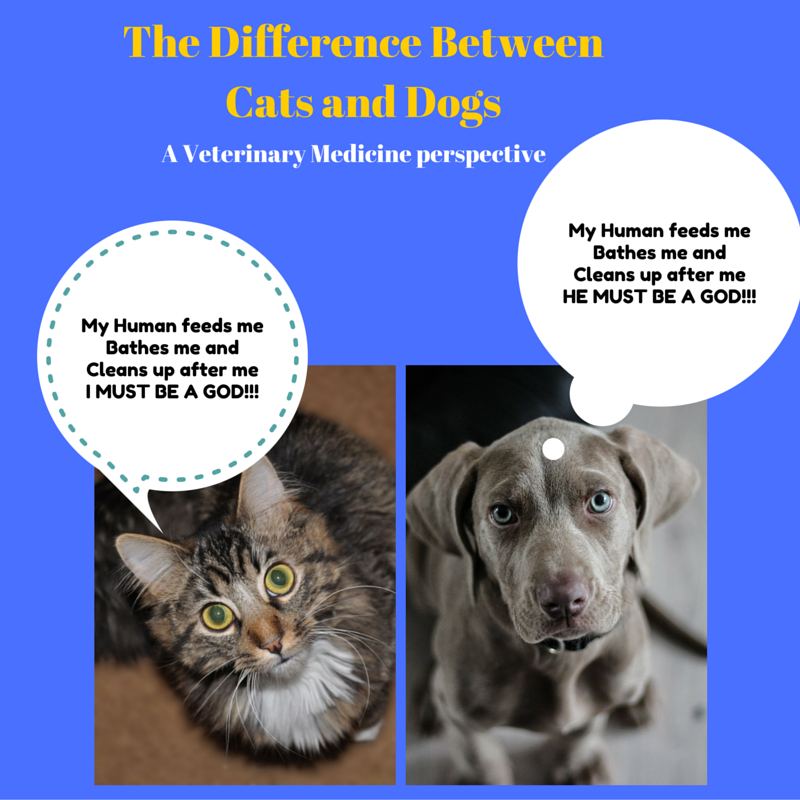 The difference between cats and dogs A veterinary medicine perspective