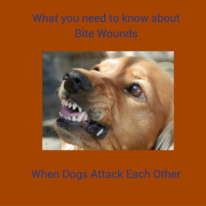 What you need to know about Bite wounds When dogs attack each other