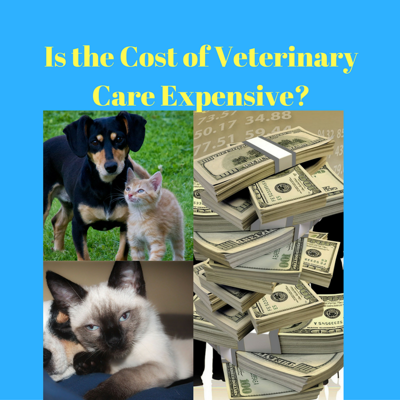 Is the Cost of Veterinary Care Expensive? The Animal Doctor Blog