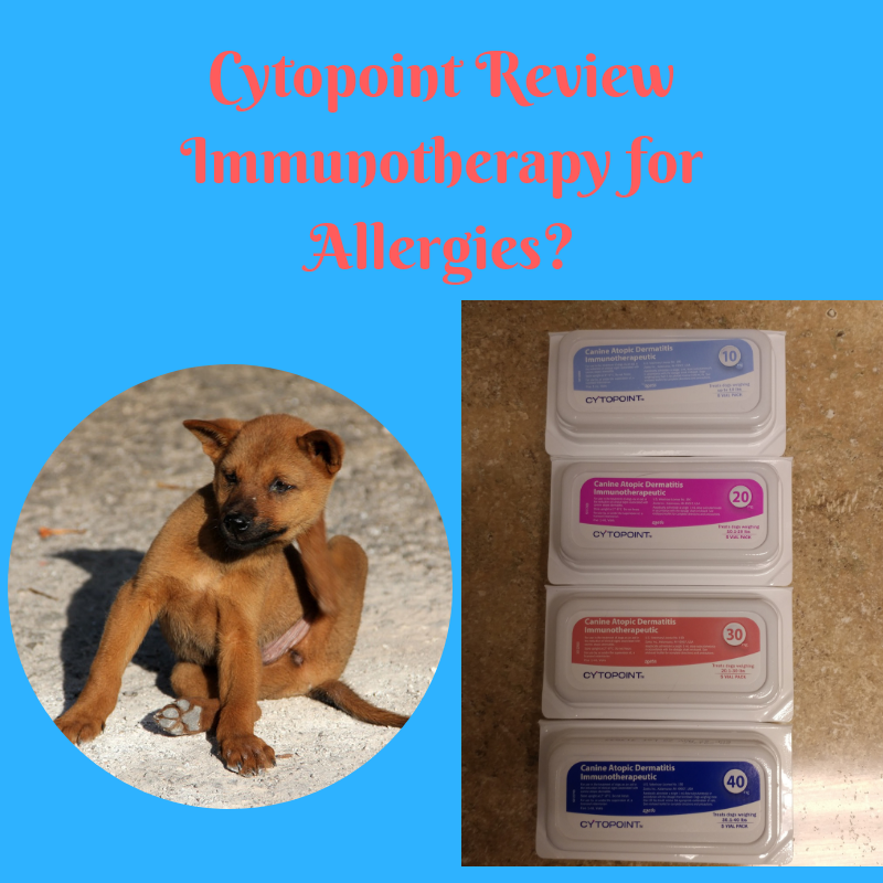 the-cytopoint-review-immunotherapy-for-allergies-the-animal-doctor-blog