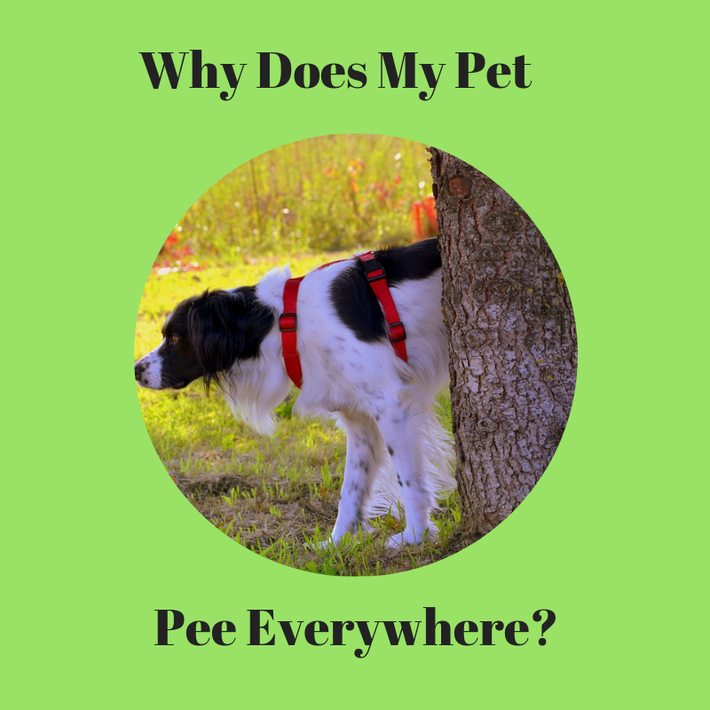 Why does my pet pee everywhere? The Animal Doctor Blog